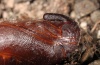 Sphinx pinastri: Pupa (e.l. Hautes-Alpes, Durance, larva in early July 2012) [S]