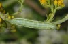 Deilephila porcellus: Young larva (N-Greece, Vitsi, late June 2013) [M]