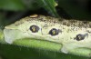 Proserpinus proserpina: Larva (S-Germany, Unterbinnwang near Memmingen, July 2015) [N]