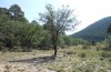 Marumba quercus: Larvalhabitat bei Teruel (Osspanien, Sierra de Albarracin, Ende August 2013). An den unteren Ästen des Baumes im Vordergrund wurden drei halbwüchsige Raupen gefunden. [N]