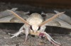 Marumba quercus: Male (e.l. East Spain, Teruel, larva in late August 2013) [S]