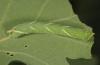 Marumba quercus: Half-grown larva [S]