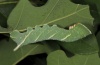 Marumba quercus: Larva after the last molt [S]