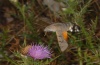 Macroglossum stellatarum: Adult feeding on thistle in the flight (Northern Greece, July 2012) [N]