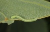 Mimas tiliae: L1-larva (Memmingen, June 2012) [S]