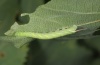 Mimas tiliae: L2-larva (Memmingen, June 2012) [S]