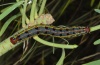 Hyles tithymali: Larva (La Gomera, February 2013) [N]