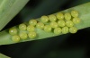 Hyles tithymali: Eggs (La Gomera, Valle Hermosa, February 2013) [M]