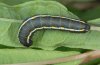 Hyles vespertilio: Half-grown larva, dark [S]