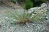 Hyles vespertilio: Larval habitat (Epilobium dodonai in a stream valley) in the Pindos in Northern Greece, late July 2012. [N]