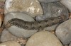 Hyles vespertilio: Larva (e.l. N-Greece, Smolikas 2013) [S]