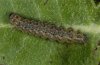 Dysauxes punctata: Raupe, Vinschgau [S]