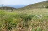 Poecilimon aegaeus: Habitat (Griechenland, Tinos, nordwestlich von Tinos-Stadt, 300m, Ende Mai 2025) [N]