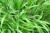 Poecilimon affinis: High abundance on grasses (Brachypodium, Vitsi, late June 2013) [N]