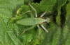 Calliphona alluaudi: Male larva (e.l. rearing, NW-Gran Canaria, Barranco de Agaete, larva in early January 2019) [S]