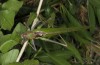 Calliphona alluaudi: Male (e.l. rearing, NW-Gran Canaria, Barranco de Agaete, larva in early January 2019) [S]
