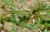 Calliphona alluaudi: Male (e.l. rearing, NW-Gran Canaria, Barranco de Agaete, larva in early January 2019) [N]