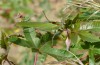 Calliphona alluaudi: Männchen (e.l. NW-Gran Canaria, Barranco de Agaete, Larve Anfang Januar 2019) [N]