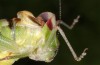 Poecilimon ampliatus: Männchen, namensgebender Höcker dorsal hinter den Flügeln sichtbar (Istrien, Ucka, Mitte Juli 2016) [M]