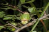 Poecilimon ampliatus: Männchen (Istrien, Ucka, Mitte Juli 2016) [N]