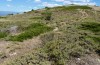 Ephippigerida areolaria: Habitat (Central Spain, Teruel, Sierra de Javalambre, late July 2017) [N]