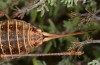 Ephippigerida asella: Female (Spain, eastern Prepyrenees north of Solsona, mid-September 2021) [N]