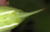 Odontura aspericauda: Weibchen (Andalusien, Motril, Ende März 2019) [M]