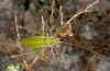 Odontura aspericauda: Weibchen (Ostandalusien, Almeria, Cabo de Gata, Ende März 2019) [M]