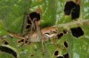 Eupholidoptera astyla: Weibchen (Kreta, östlich von Rethymnon, Anfang Mai 2013) [N]