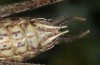 Rhacocleis baccettii: Männchen (Sardinien, Gennargentu, Bruncu spina, Ende September 2018) [N]