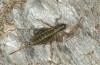 Anonconotus baracunensis: Weibchen (NW-Italien, N des Monte Viso, Oktober 2014) [N]