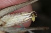 Ctenodecticus bolivari: Männchen (Sardinien, Aritzo, Ende September 2018) [M]