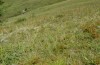 Metrioptera brachyptera: Habitat (Osttirol, Seespitzhütte, 2000m, Ende August 2018) [N]
