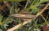Metrioptera caprai: Weibchen (Italien, Rieti, Monte Terminillo, 1800m, Ende September 2016) [N]