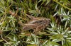 Metrioptera caprai: Weibchen, frisst Raupe (Italien, Rieti, Monte Terminillo, 1800m, Ende September 2016) [N]