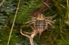 Sorapagus catalaunicus: Female (Spanish Pyrenees, Cerler, 1700m, mid-September 2021) [N]