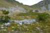 Eupholidoptera chabrieri: Habitat on Monte Terminillo (Rieti, 1600m, late September 2016) [N]