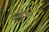 Corsteropleurus chopardi: Male (France, Corsica, Albertacce, Col de Vergio, early October 2024) [M]