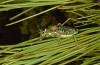 Corsteropleurus chopardi: Male (France, Corsica, Albertacce, Col de Vergio, early October 2024) [M]