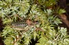 Corsteropleurus chopardi: Male (France, Corsica, Albertacce, Col de Vergio, early October 2024) [M]