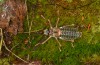 Corsteropleurus chopardi: Male (France, Corsica, Albertacce, Col de Vergio, early October 2024) [M]