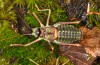 Corsteropleurus chopardi: Male (France, Corsica, Albertacce, Col de Vergio, early October 2024) [M]