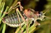 Corsteropleurus chopardi: Male (France, Corsica, Albertacce, Col de Vergio, early October 2024) [M]