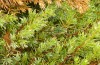 Corsteropleurus chopardi: Male resting on a juniper during rainy weather (France, Corsica, Albertacce, Col de Vergio, early October 2024) [N]