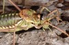 Corsteropleurus chopardi: Male (France, Corsica, Albertacce, Col de Vergio, early October 2024) [M]