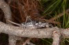 Corsteropleurus chopardi: Female (France, Corsica, Albertacce, Col de Vergio, late September 2024) [M]