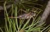 Corsteropleurus chopardi: Female (France, Corsica, Albertacce, Col de Vergio, late September 2024) [M]