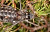 Corsteropleurus chopardi: Female (France, Corsica, Albertacce, Col de Vergio, late September 2024) [M]