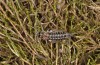 Corsteropleurus chopardi: Female (France, Corsica, Albertacce, Col de Vergio, late September 2024) [M]