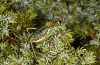 Corsteropleurus chopardi: Male (France, Corsica, Albertacce, Col de Vergio, early October 2024) [M]